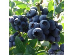 奧尼爾新鮮藍(lán)莓鮮果頭茬大果現(xiàn)摘現(xiàn)發(fā)基地直供批發(fā) 綠色原生態(tài)水果