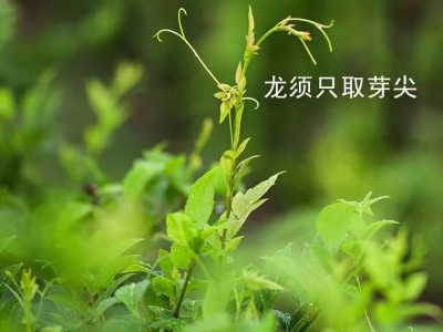 來鳳藤茶對(duì)身體的益處，真是不可多得
